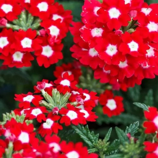 Creeping Hybrid Verbena box 10 unidades