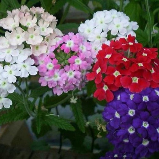 Verbena Repens Caja 15 uds Variadas