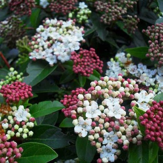 Viburnum tinus Marfull