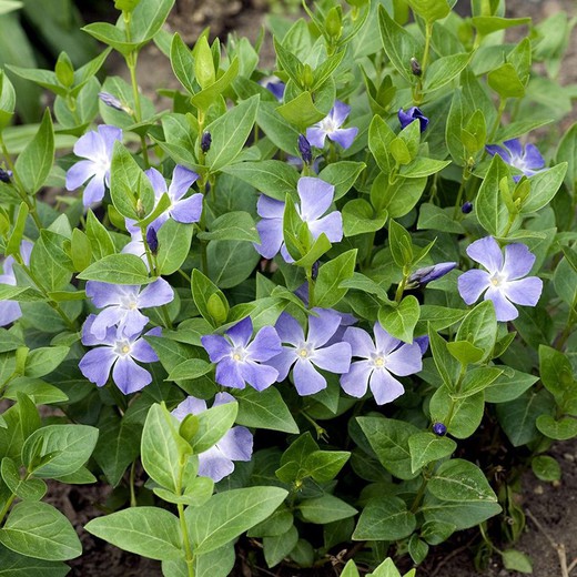 Vinca Major Caja 15 uds.