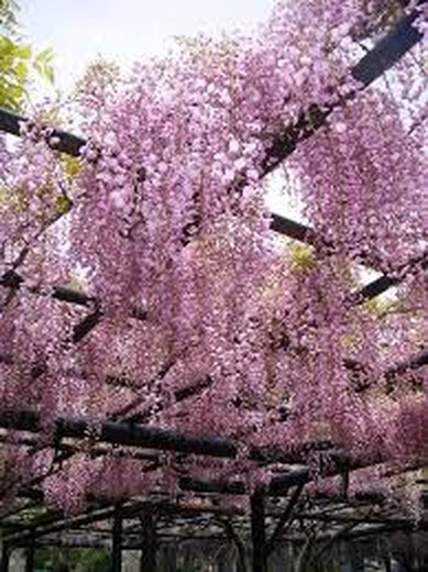 wisteria blooms medicinal application tincture