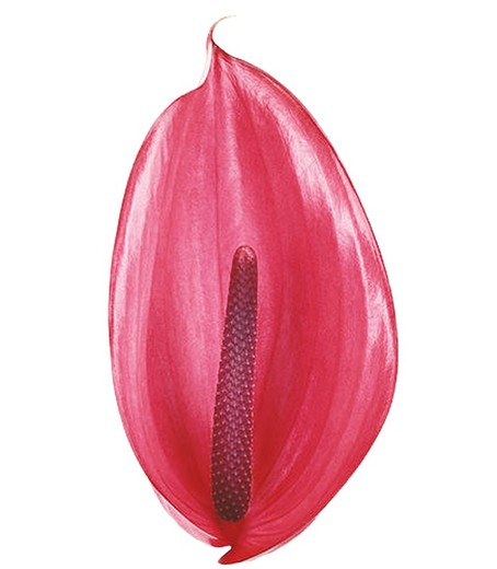 Anthurium Xavia