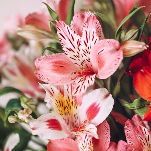 Alstroemeries a la carta