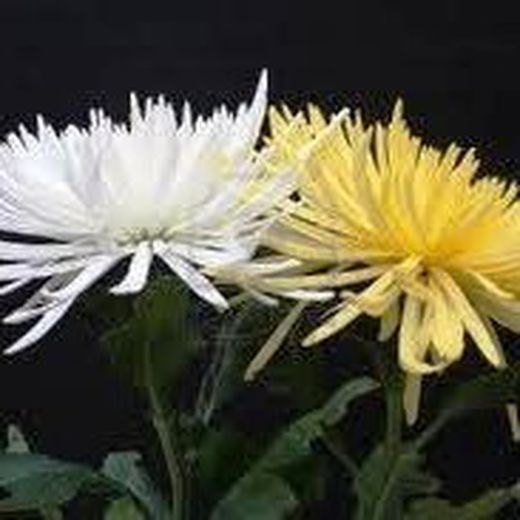 Anastasias a la Carta