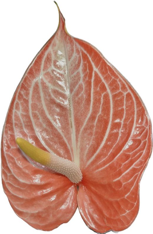 Anthuriums a la Carta 5 tallos