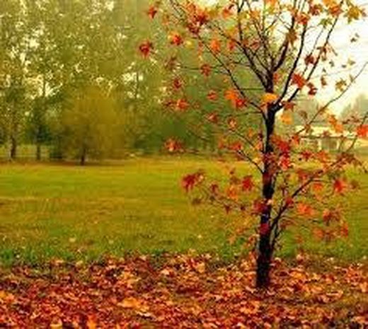 Arbres à feuilles caduques
