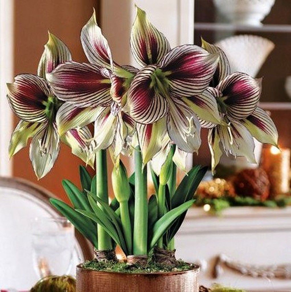 Bulbs Primavera Flor Tallada