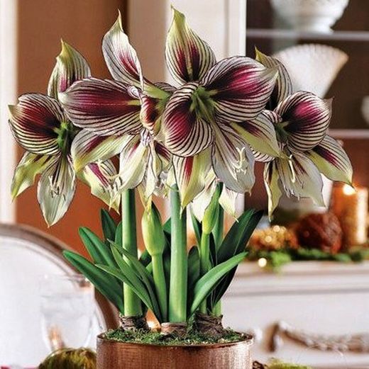 Bulbes de printemps Fleurs coupées