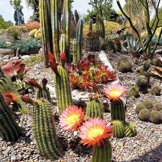 Cactus, Crasses i suculentes