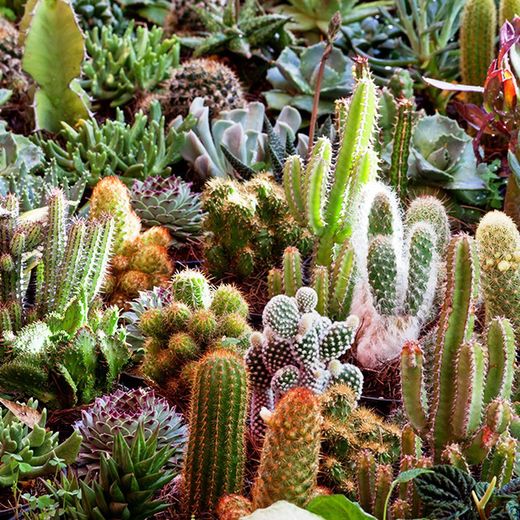 Cactus de Col·lecció