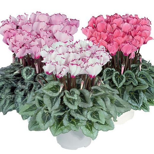 Colección Cyclamen Persicum