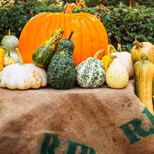 Colección Calabazas en maceta