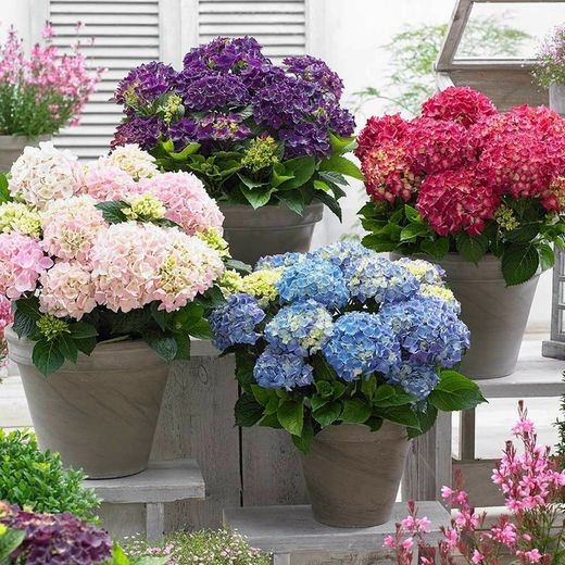 Colección de Hortensias