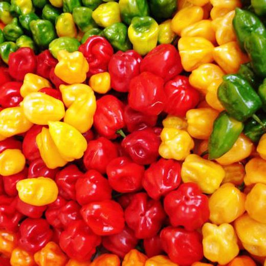 Col·lecció Pebrots i Bitxos Picants en test