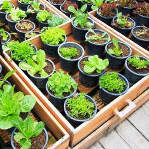 Col·lecció Plantes de Hort a Test