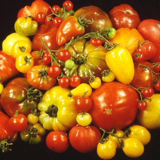 Col·lecció Tomàquets en test