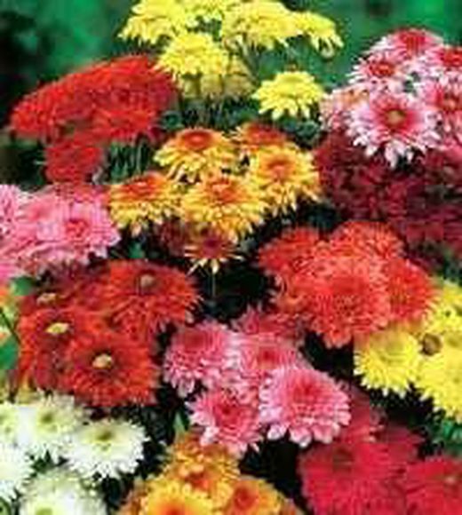 Crisantemos a la Carta