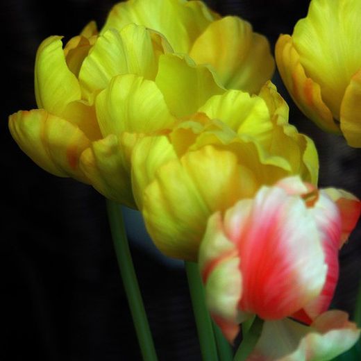 Flores, Plantas y Verdes Artificiales