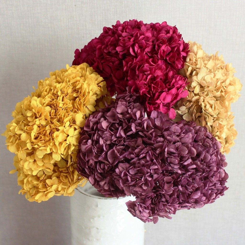 Flores Preservadas Frescas