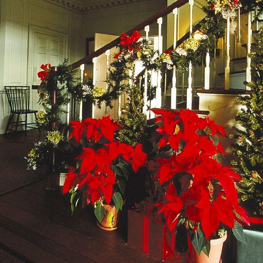 Flores y Verdes Navideños