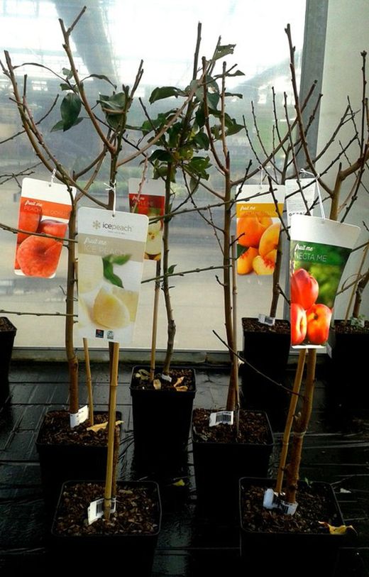 Frutales Enanos