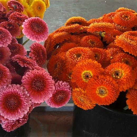 Gerberas Mini a la Carta