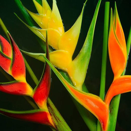 Heliconias a la Carta