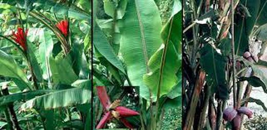 MUSÁCEAS, CACTUS, SUCULENTAS Y CRASAS