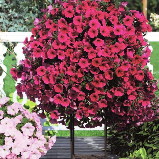 Colección de Petunias