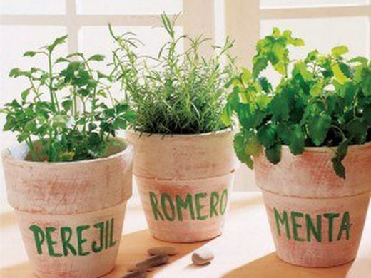 Plantas Comestibles y Medicinales Bio