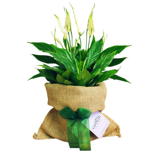 Plantes à offrir en cadeau