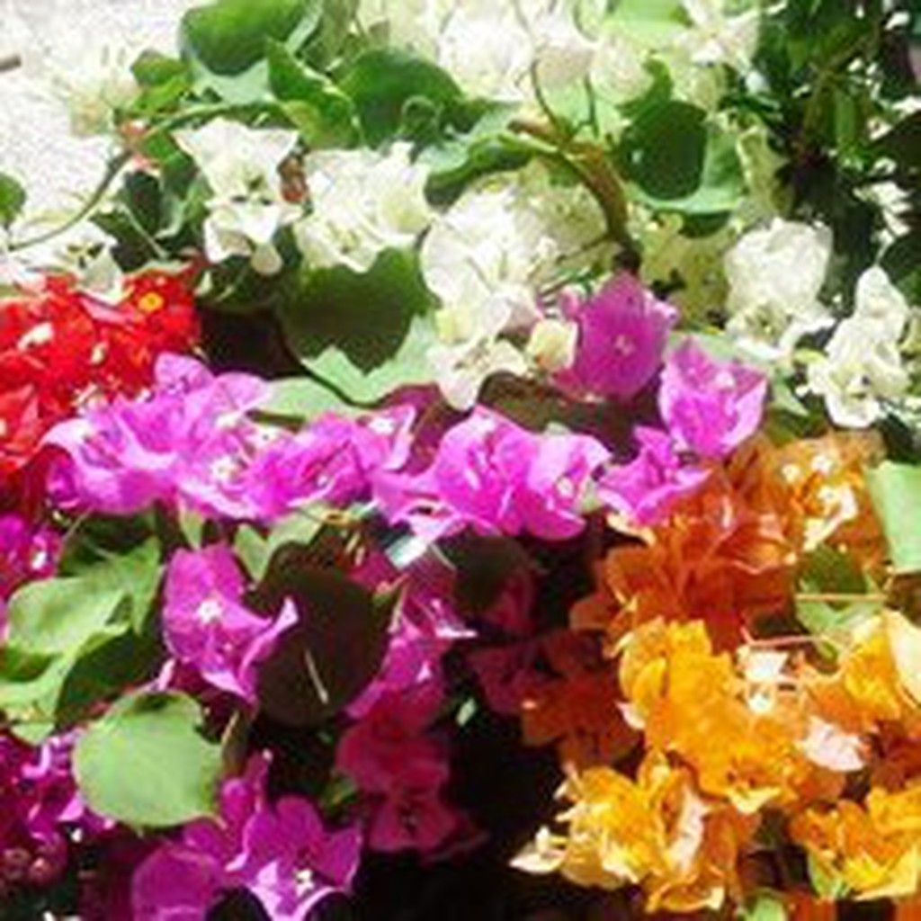Plantas Trepadoras