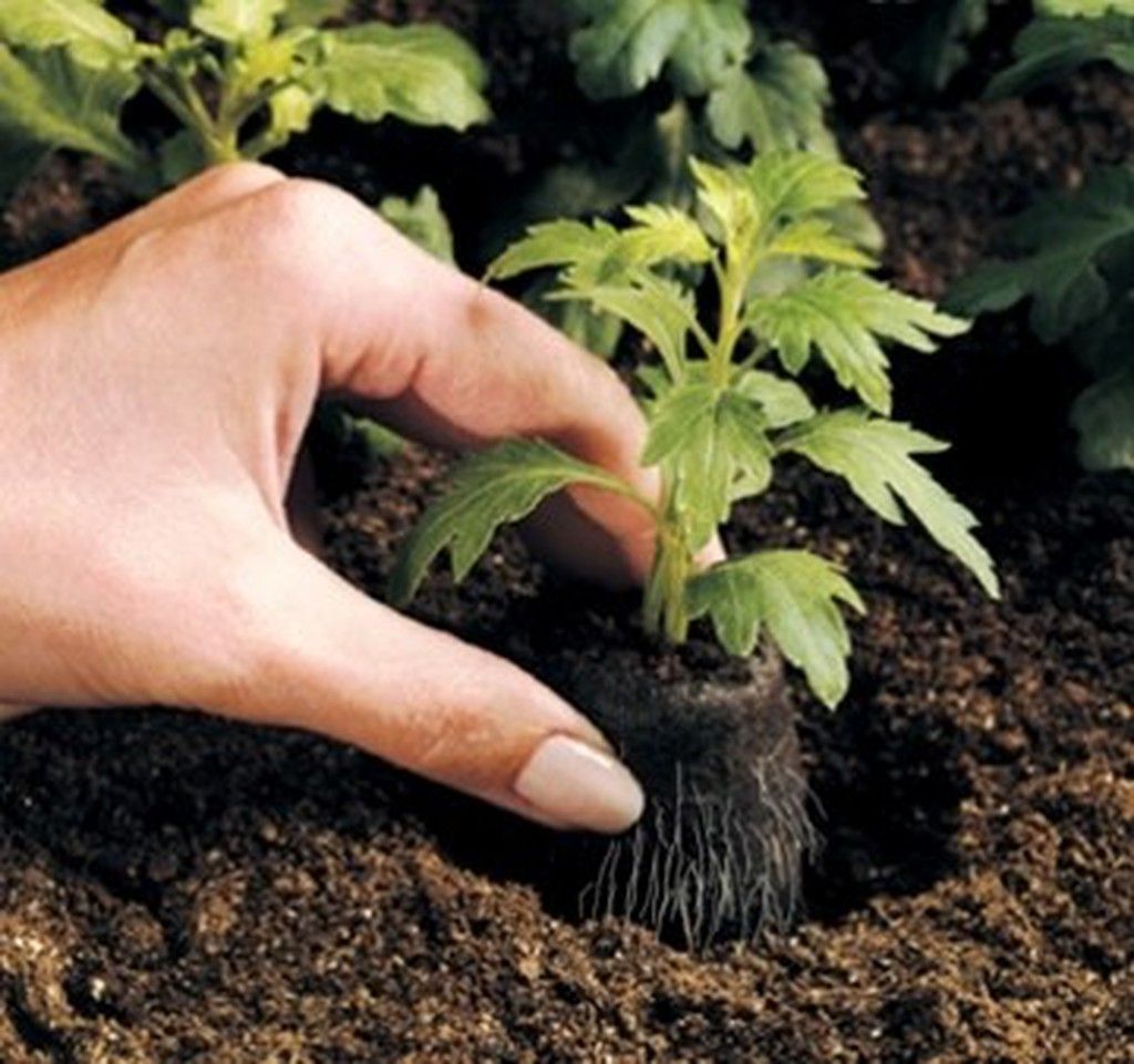 Planteles para el Huerto