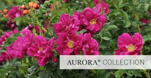 Rosers Pol·linitzadors Baix manteniment