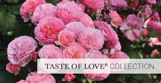 Rosales comestíveis "Gosto de amor"