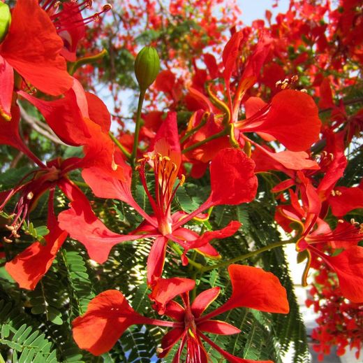 Semillas de árboles y tropicales