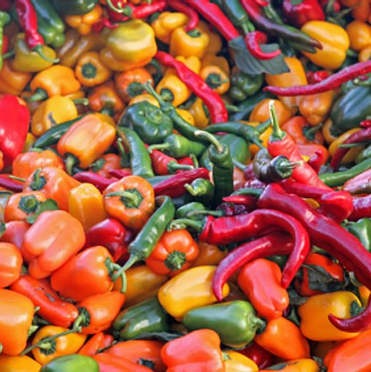 Semillas de Chiles, Guindillas y Pimientos