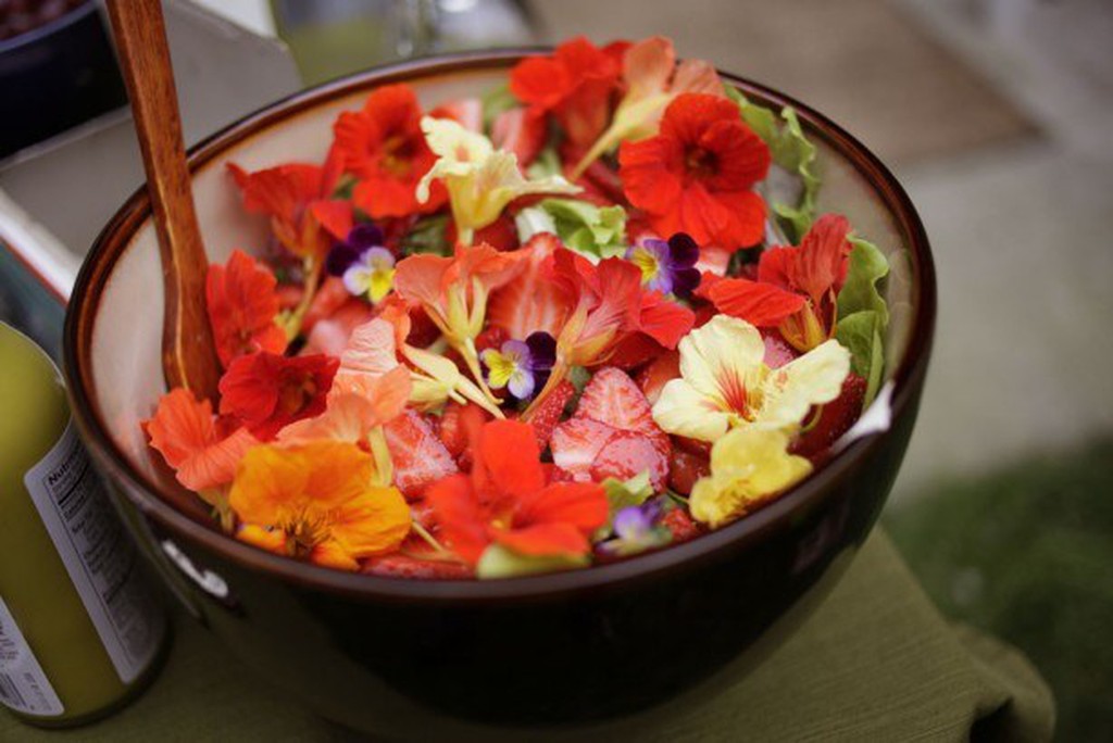 Huerto Premium Flores Comestibles