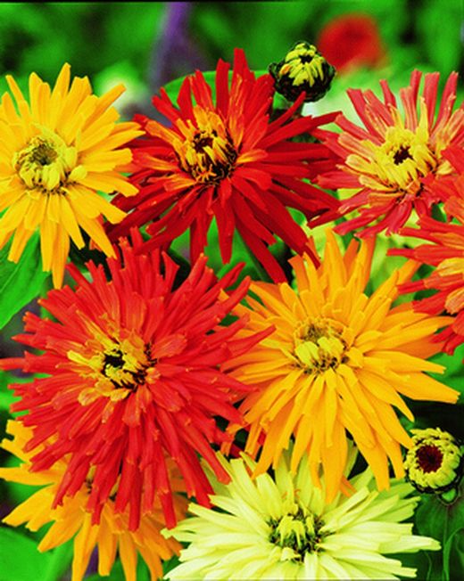 Semillas para Flor Cortada
