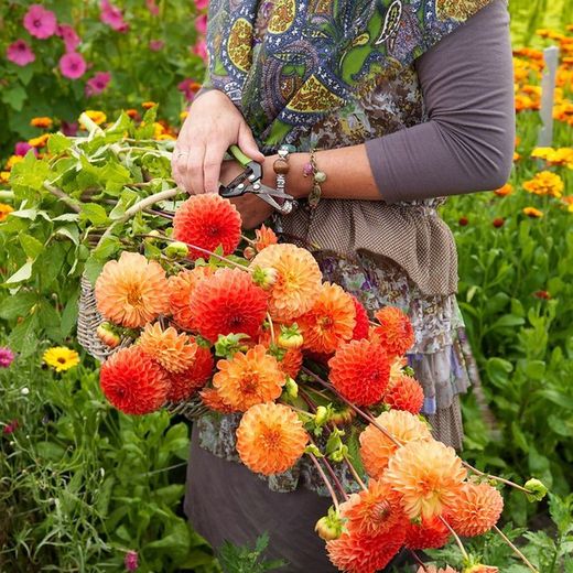 Semillas y Bulbos de Flores