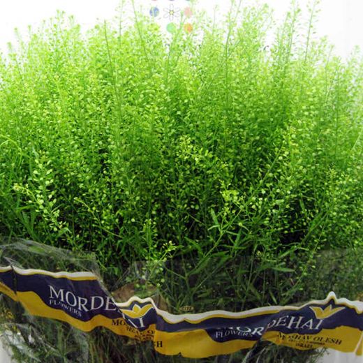 Verdes para casa