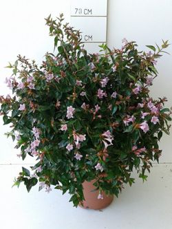 Abelia Edward Goucher