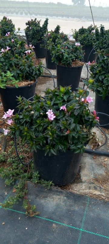 ABELIA EDWARD GOUCHER