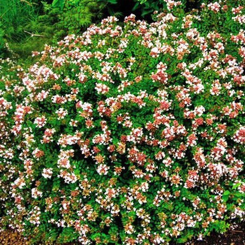 Abelia Grandiflora