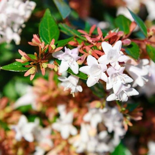 Abelia grandiflora