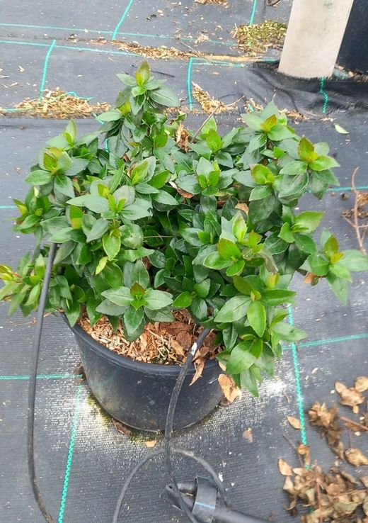 ABELIA GRANDIFLORA