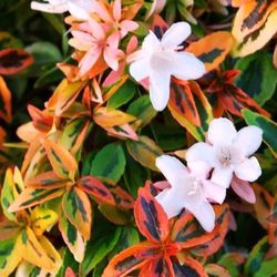 Abelia Grandiflora Kalidoscope