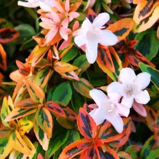 Abelia Grandiflora Kalidoscope