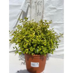 Abelia Grandiflora Kalidoscope