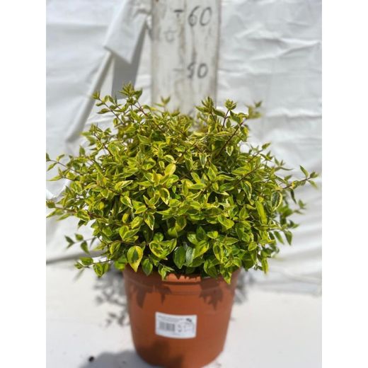 Abelia Grandiflora Kalidoscope